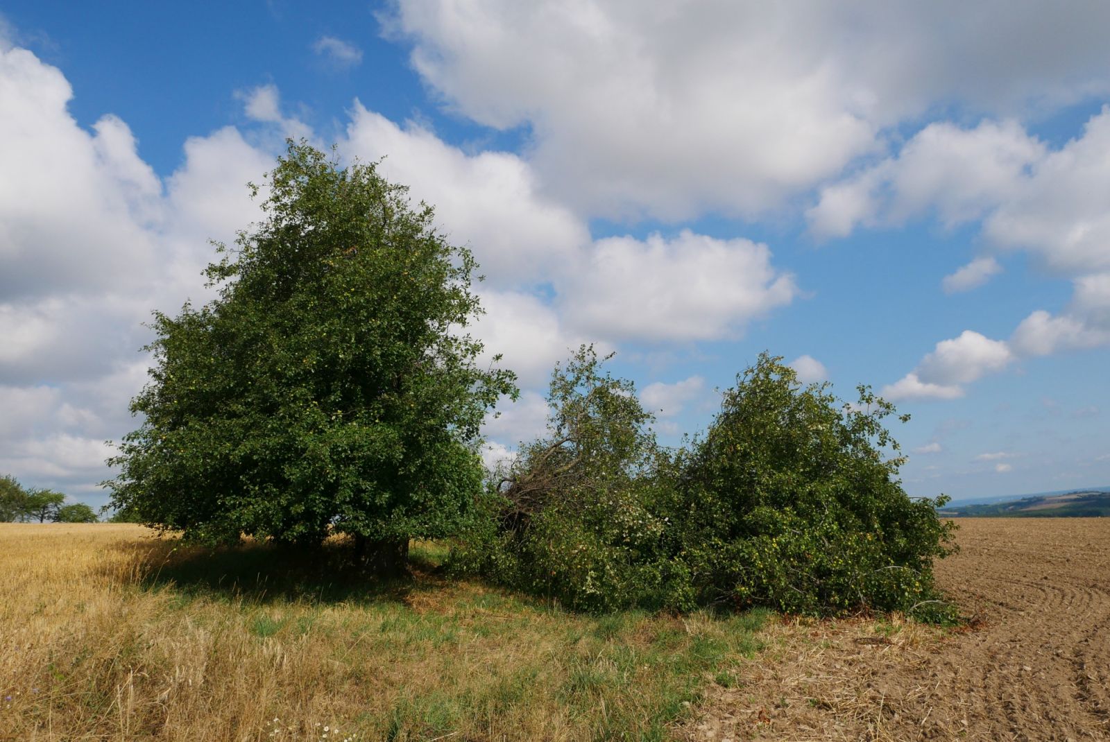 Holzapfel an der Kalkhöhe bei Cunnersdorf (08/2020)