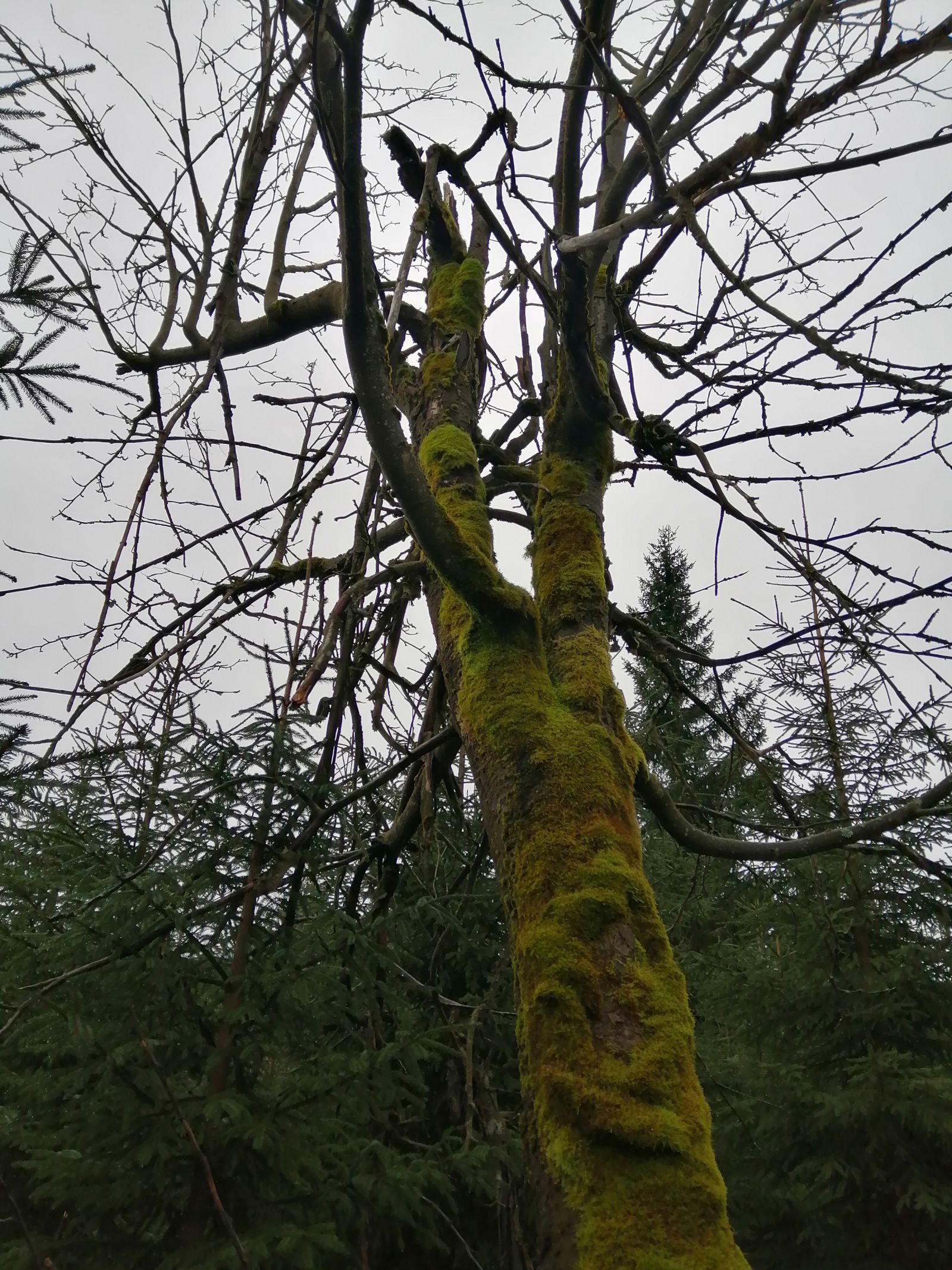 Eberesche am Zaunhäuser Weg