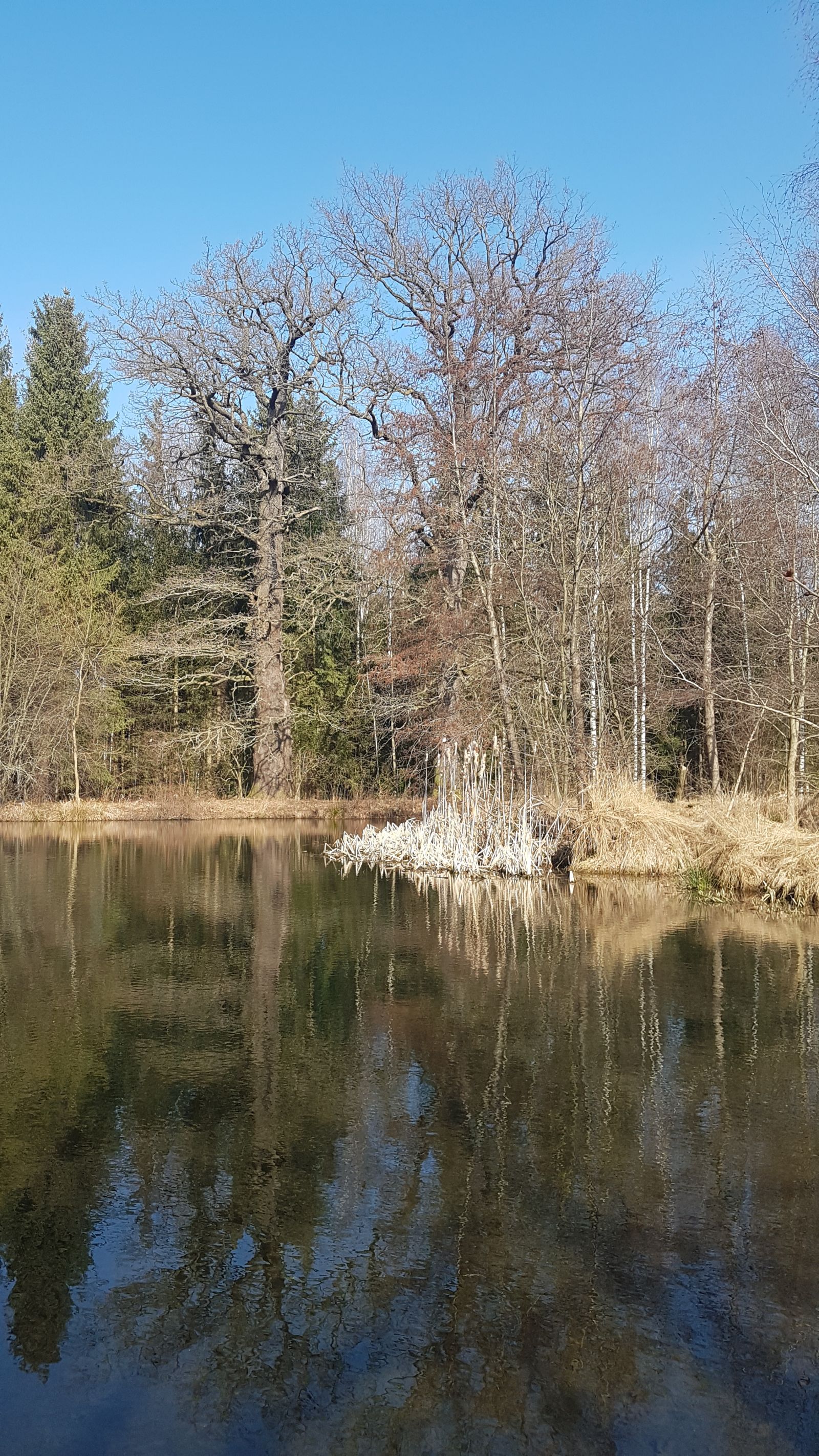 Zwei Traubeneichen Friedrichsteich Reichstädt
