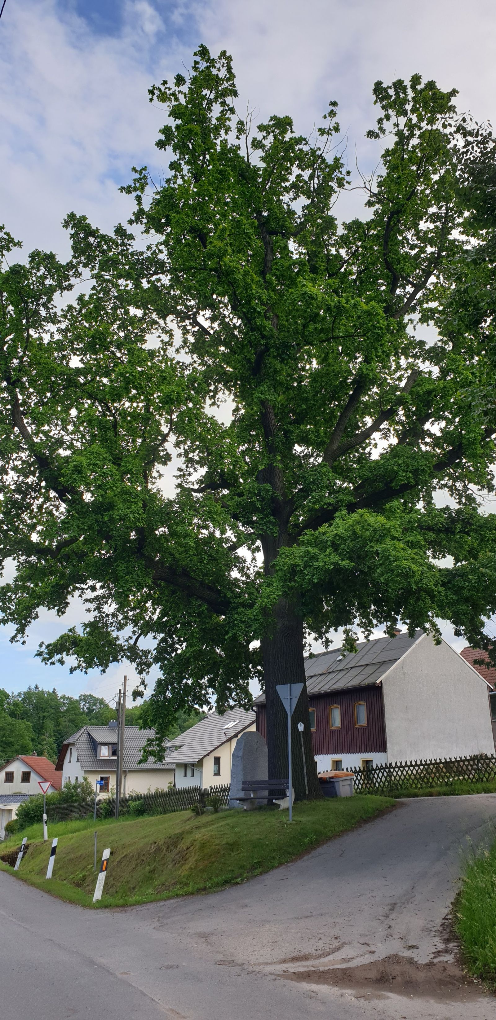 Dorfeiche in Berreuth