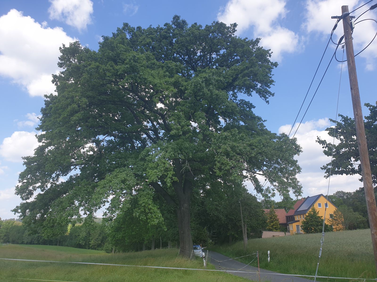 Stiel-Eiche an der Straße Berreuth - Bretthäuser			