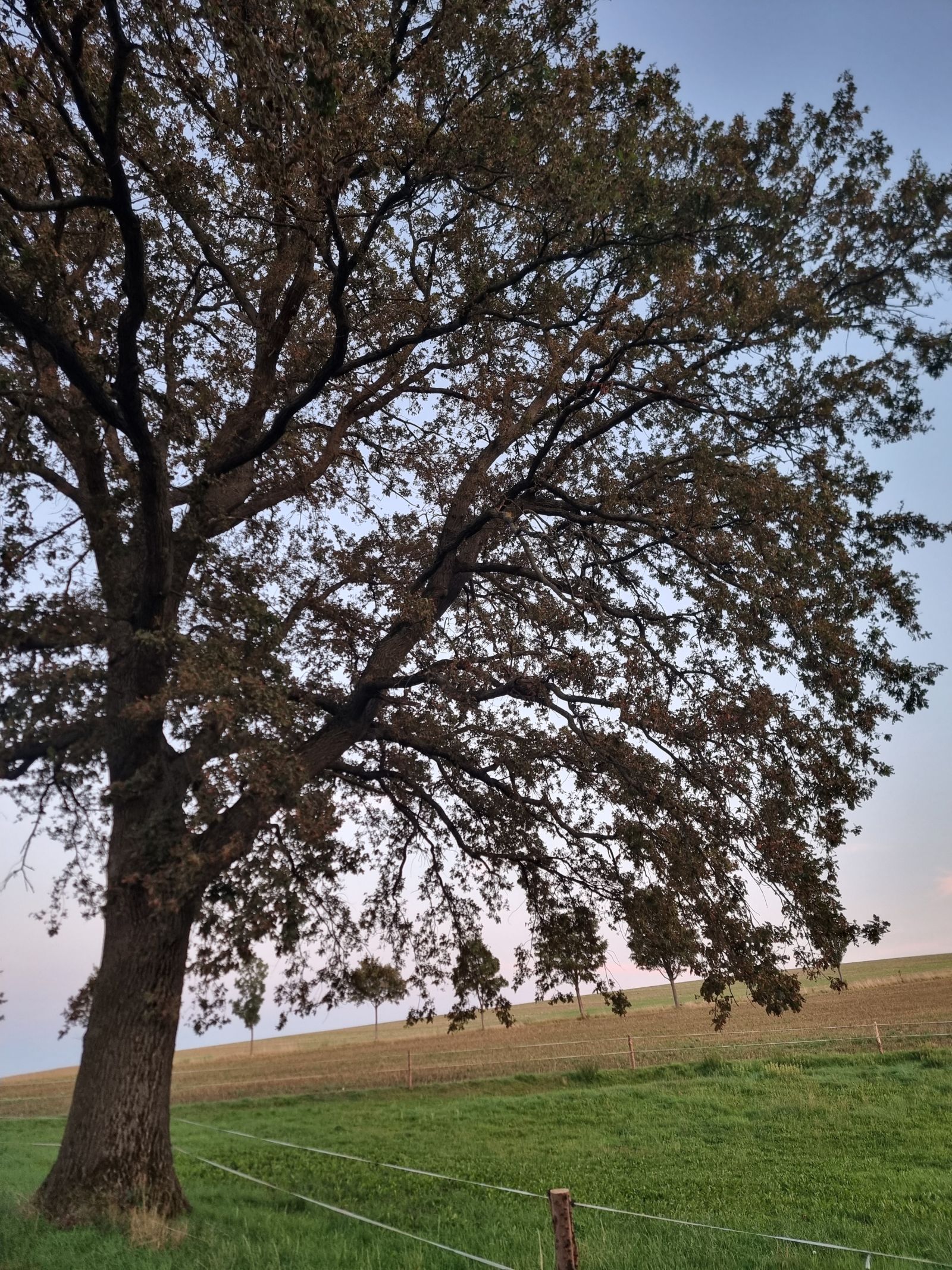 Stiel-Eiche an der Straße Berreuth - Bretthäuser			