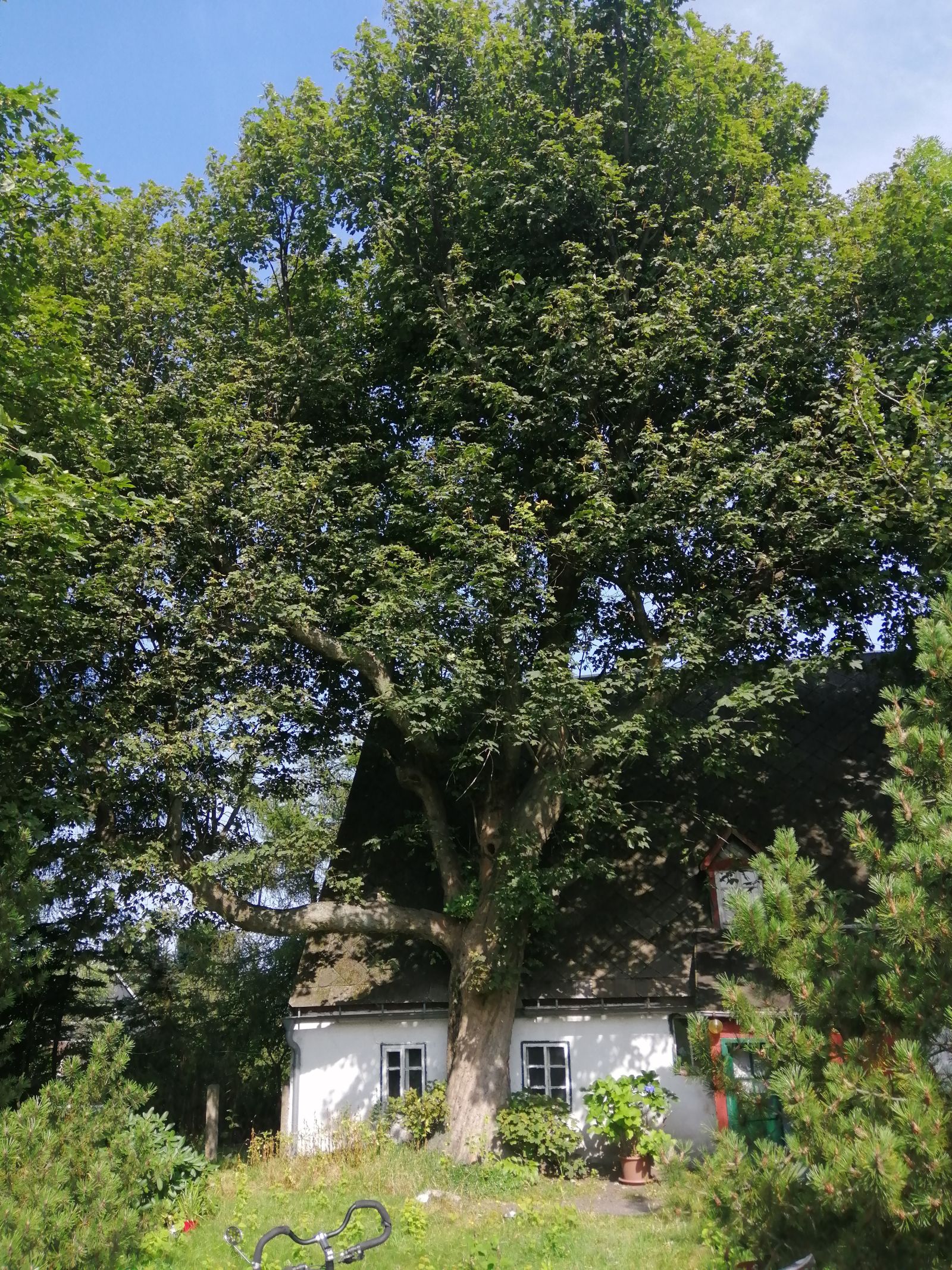 Hofbäume  Willy-Ernst-Weg 5, Zinnwald
