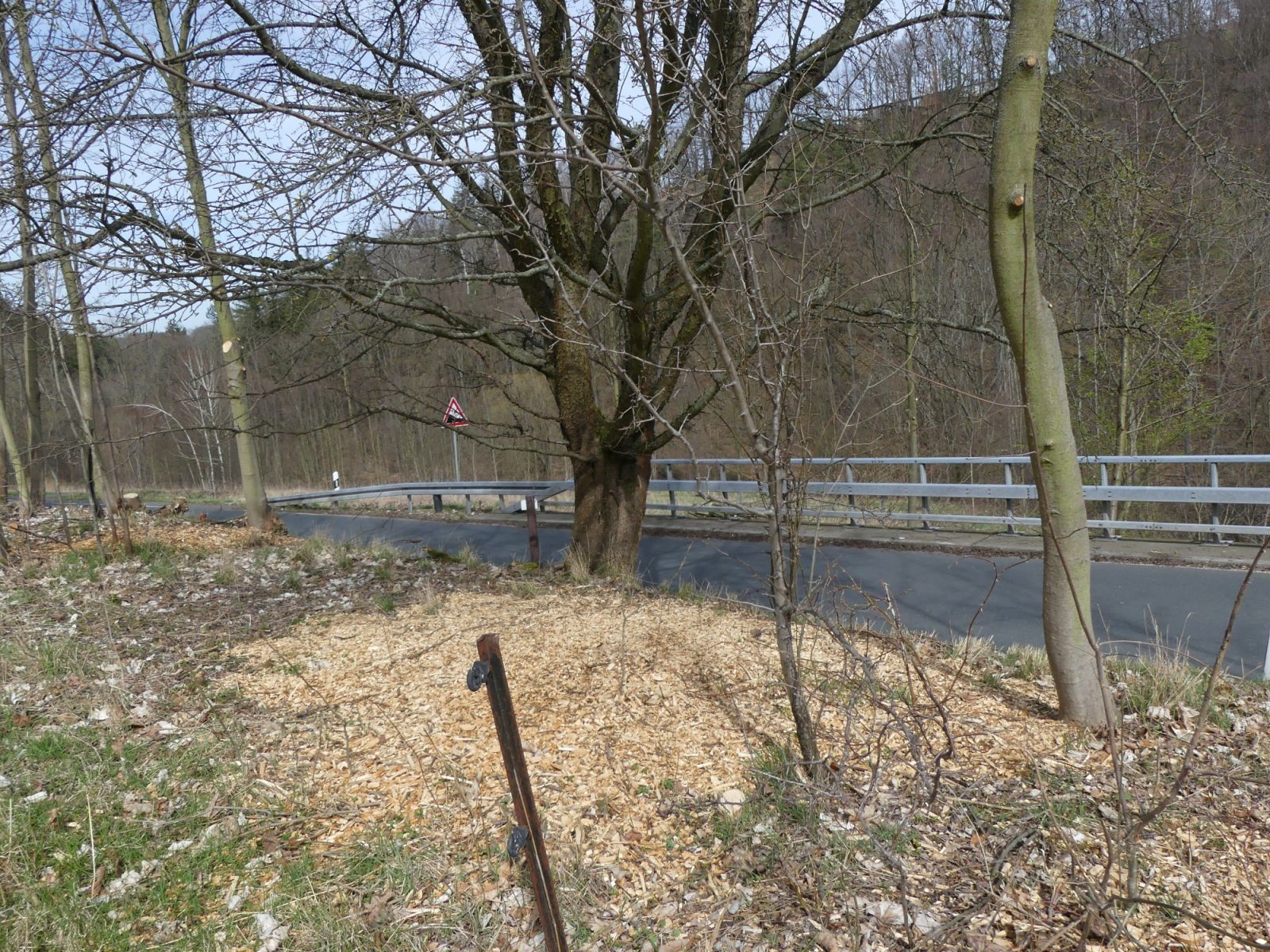 Dittersdorfer Bergbaum