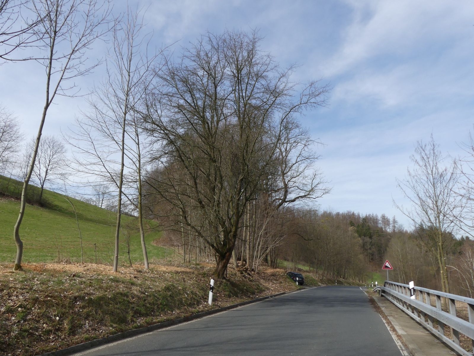 Dittersdorfer Bergbaum / nach Astentnahme