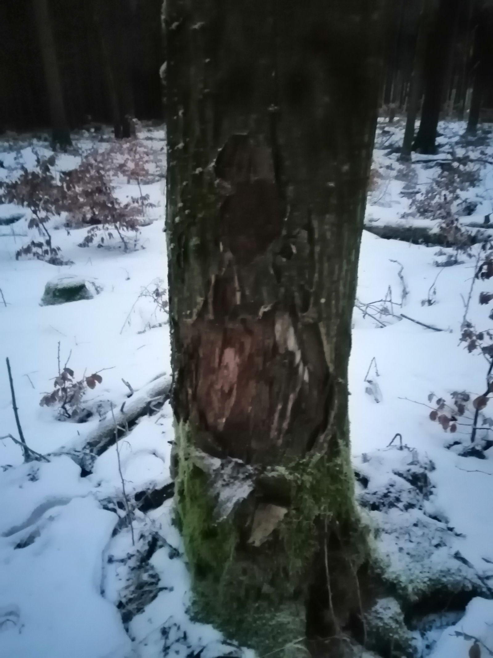 Eberesche im Wald nahe Brautstock/Scharspitze