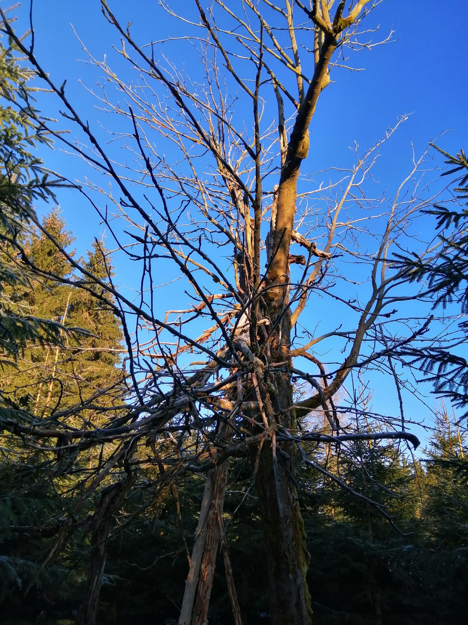 Eberesche am Zaunhäuser Weg