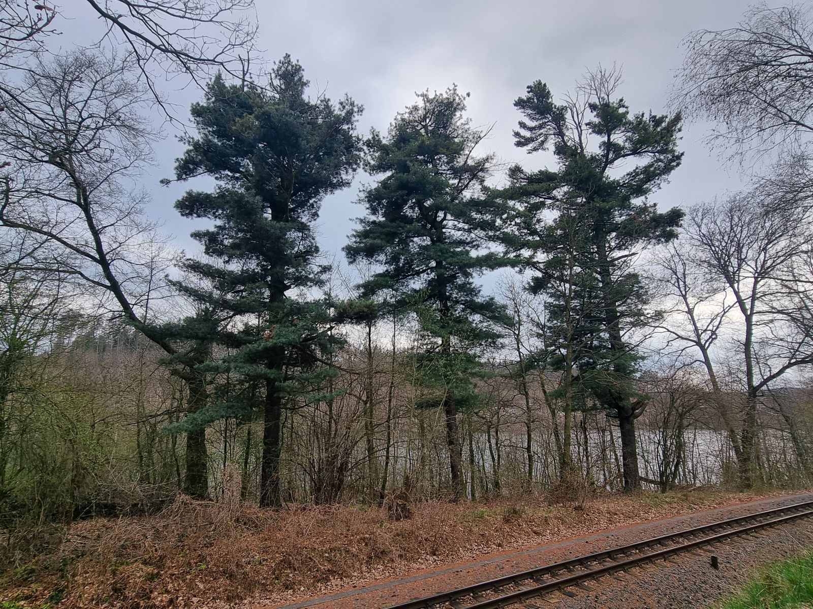 4 Weymouthskiefern an der Malter (Bahnlinie nahe Nixeninsel)