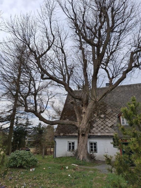 Hofbäume  Willy-Ernst-Weg 5, Zinnwald