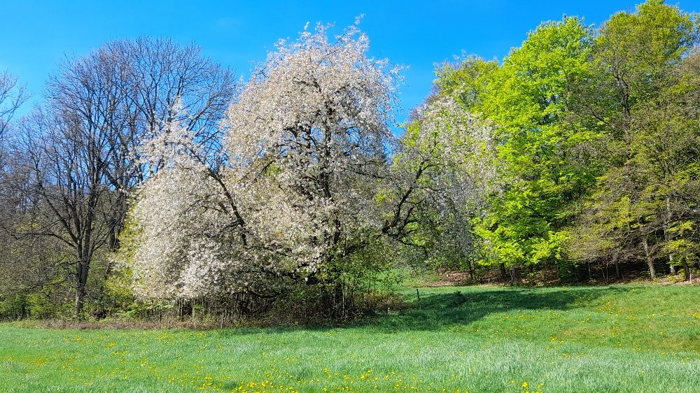 AL023 Kirschbaum Kirschtraud Frauenstein_Blüte