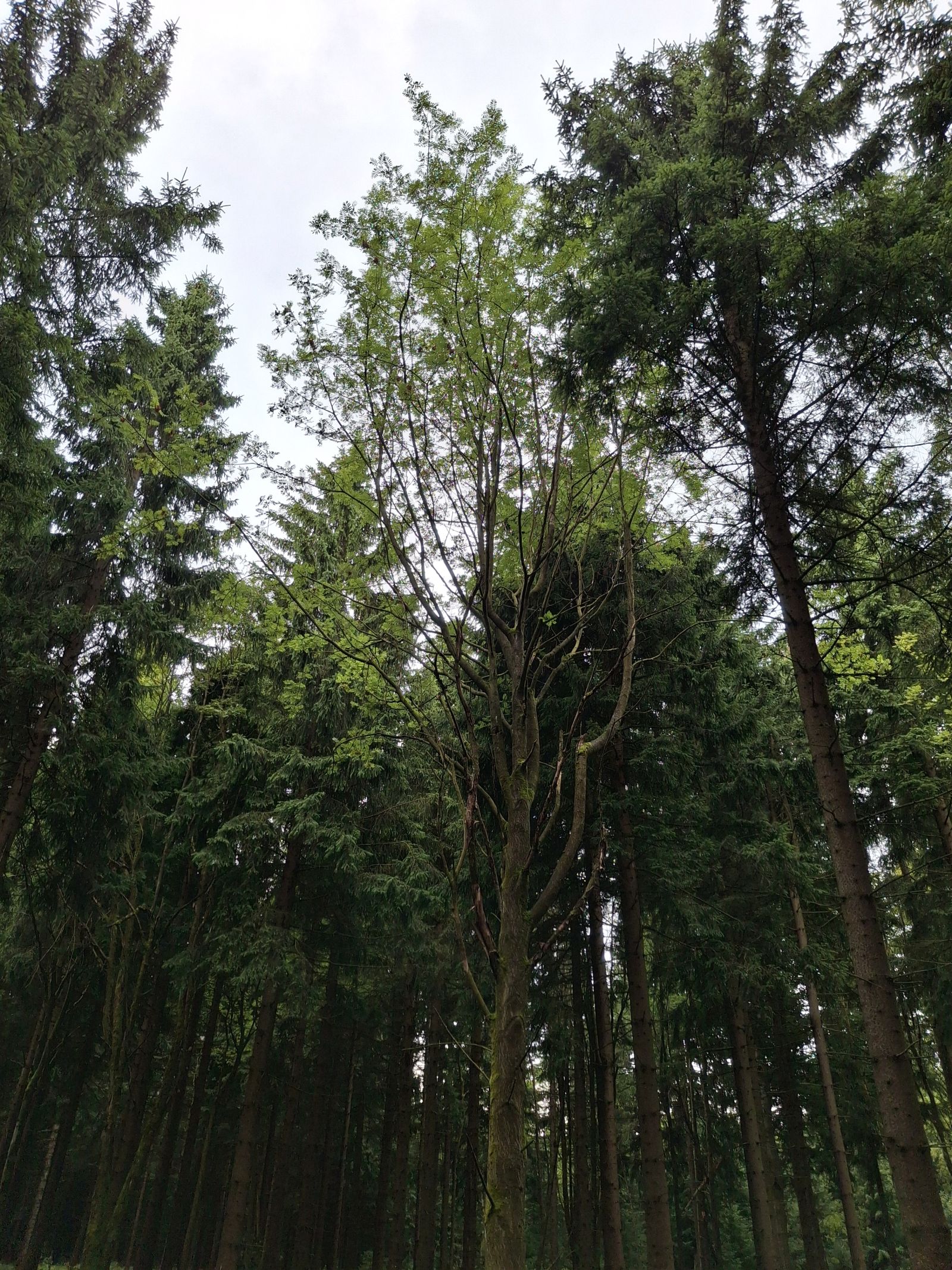 Eberesche im Wald nahe Brautstock/Scharspitze