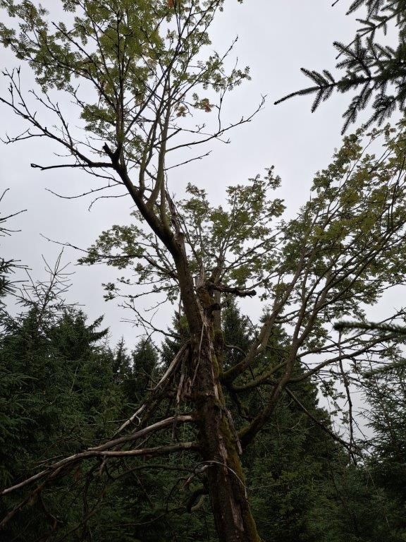 Eberesche am Zaunhäuser Weg