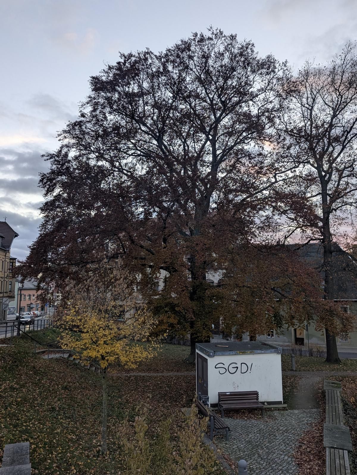 Blutbuche im Schlosspark Dippoldiswalde