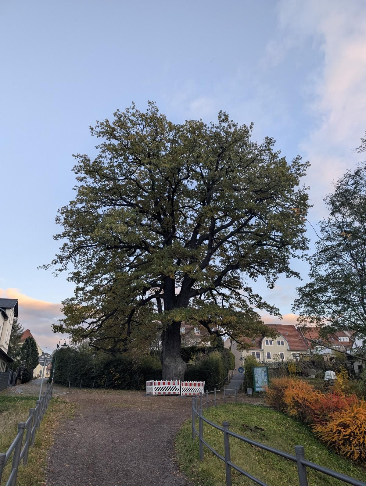 Körnereiche am Stadtpark in Dippoldiswalde
