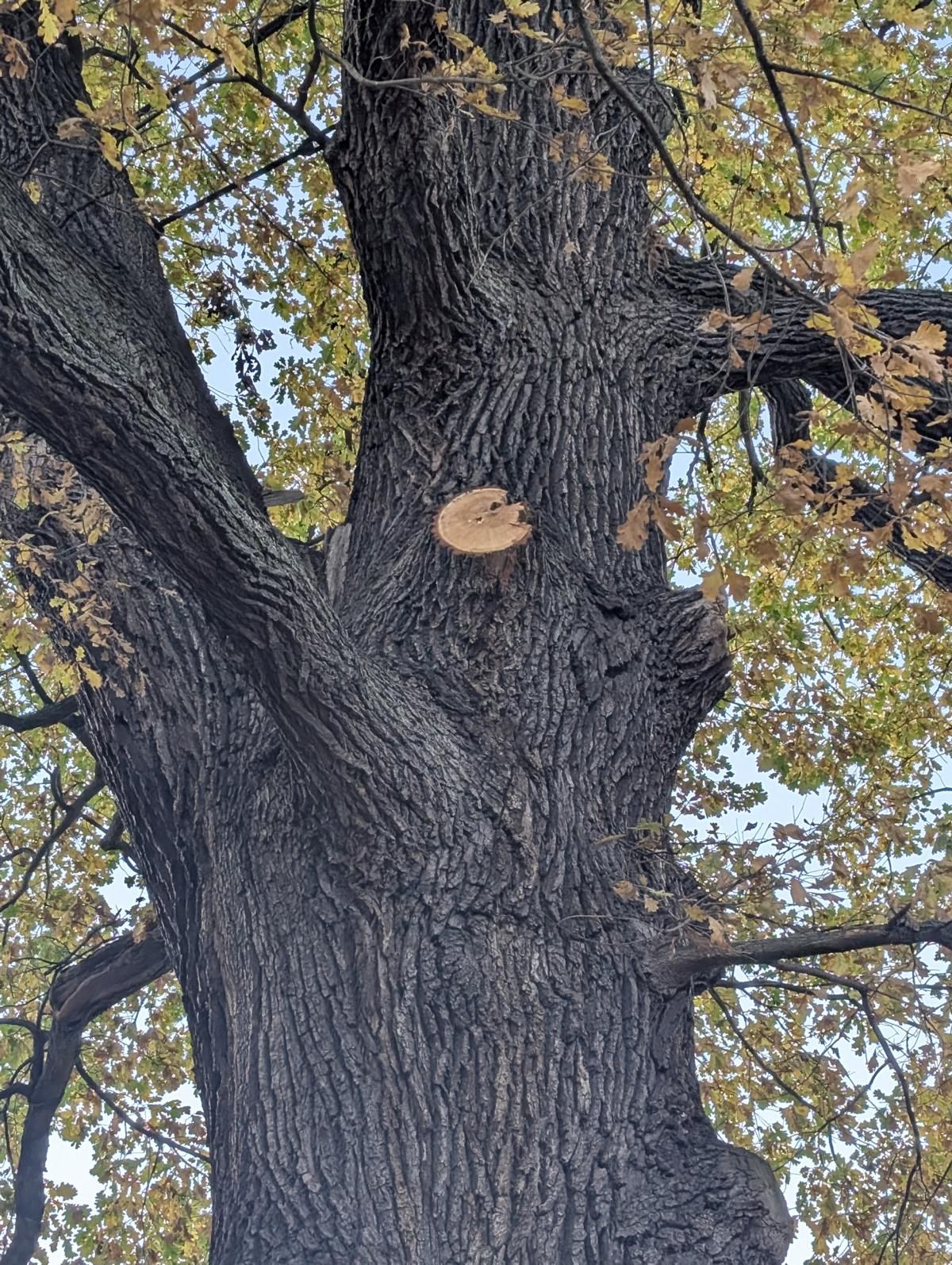 Körnereiche am Stadtpark in Dippoldiswalde