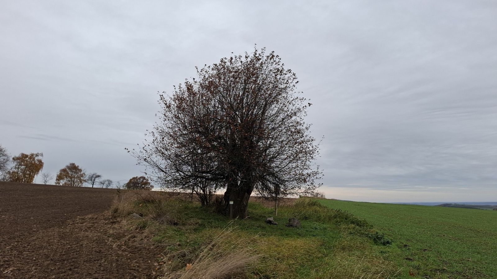 Holzapfel an der Kalkhöhe bei Cunnersdorf