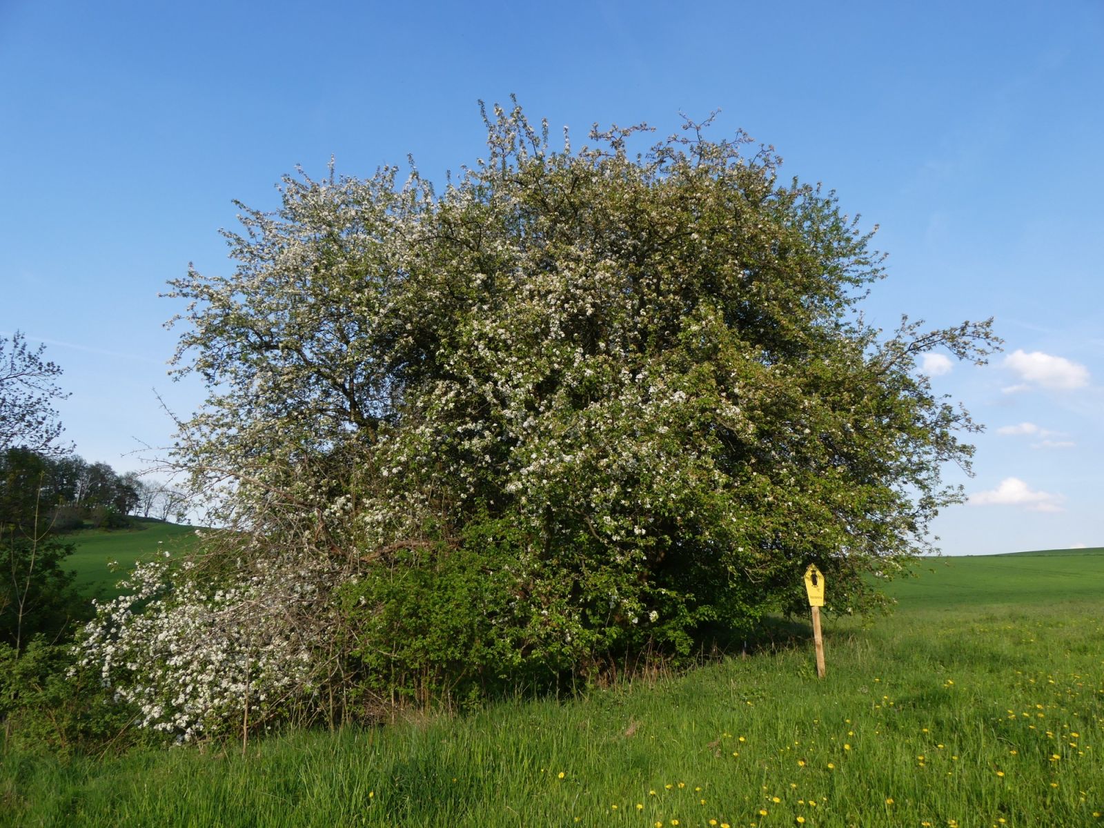 Holzapfel am Birkenweg Johnsbach / Blüten