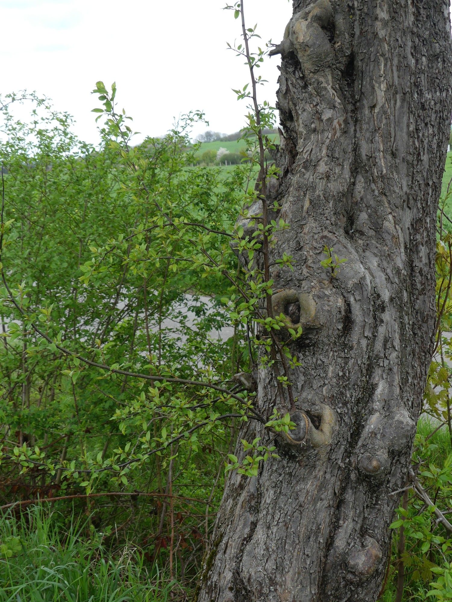 Wild-Apfel Obercarsdorf