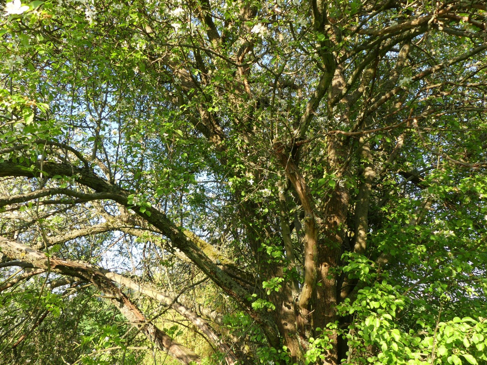 Holzapfel am Birkenweg Johnsbach / Totholz