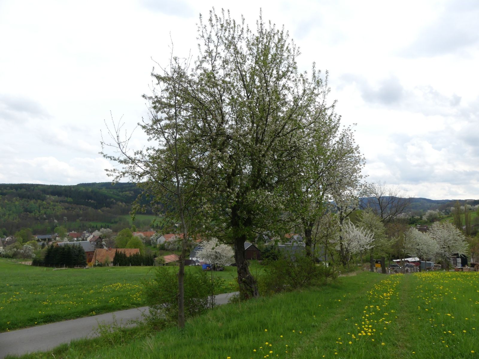 Wild-Apfel Obercarsdorf