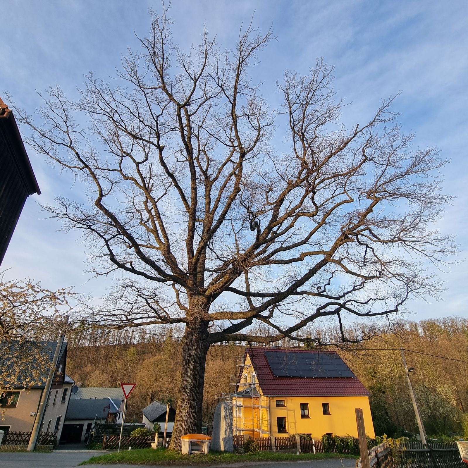 Dorfeiche in Berreuth