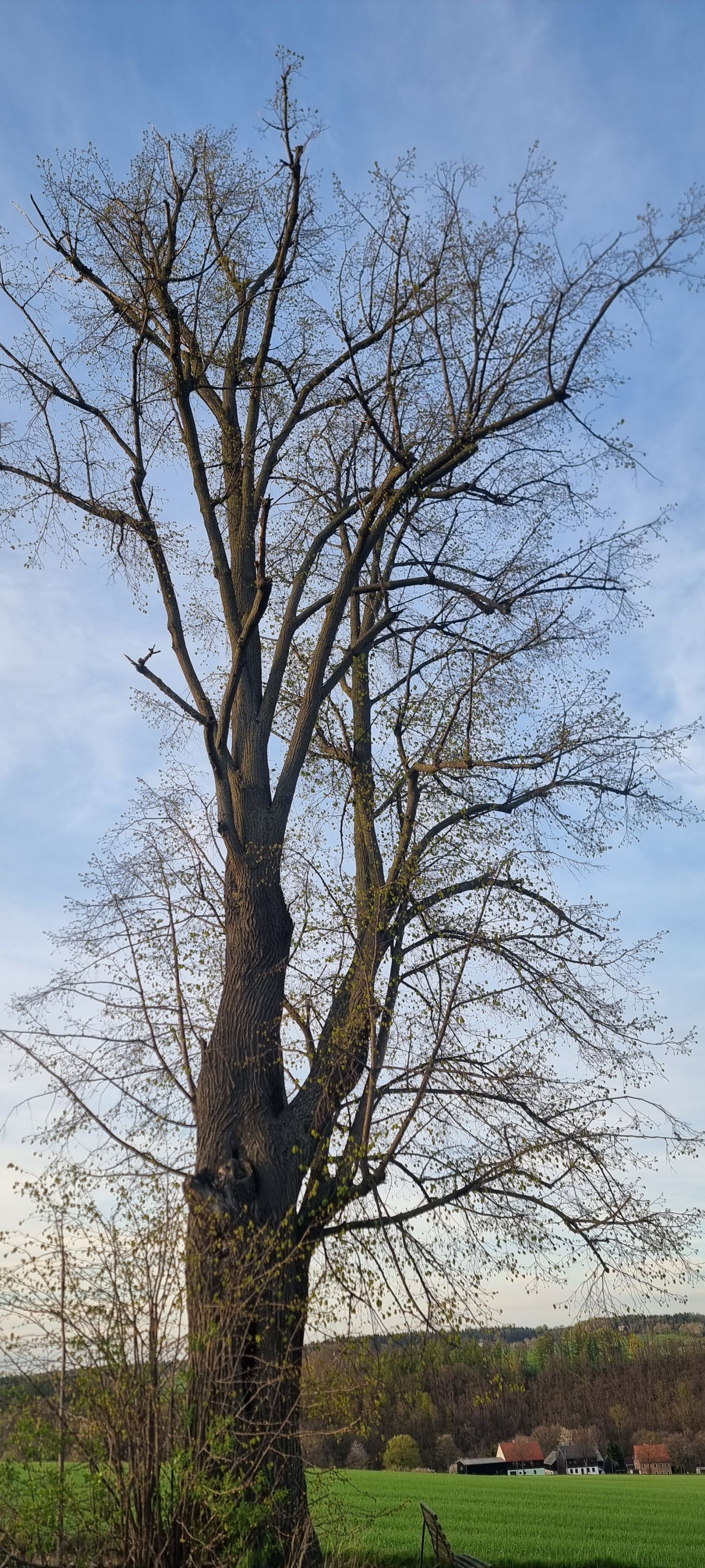 Winter-Linde Berreuth  Marktsteig / Lindenweg