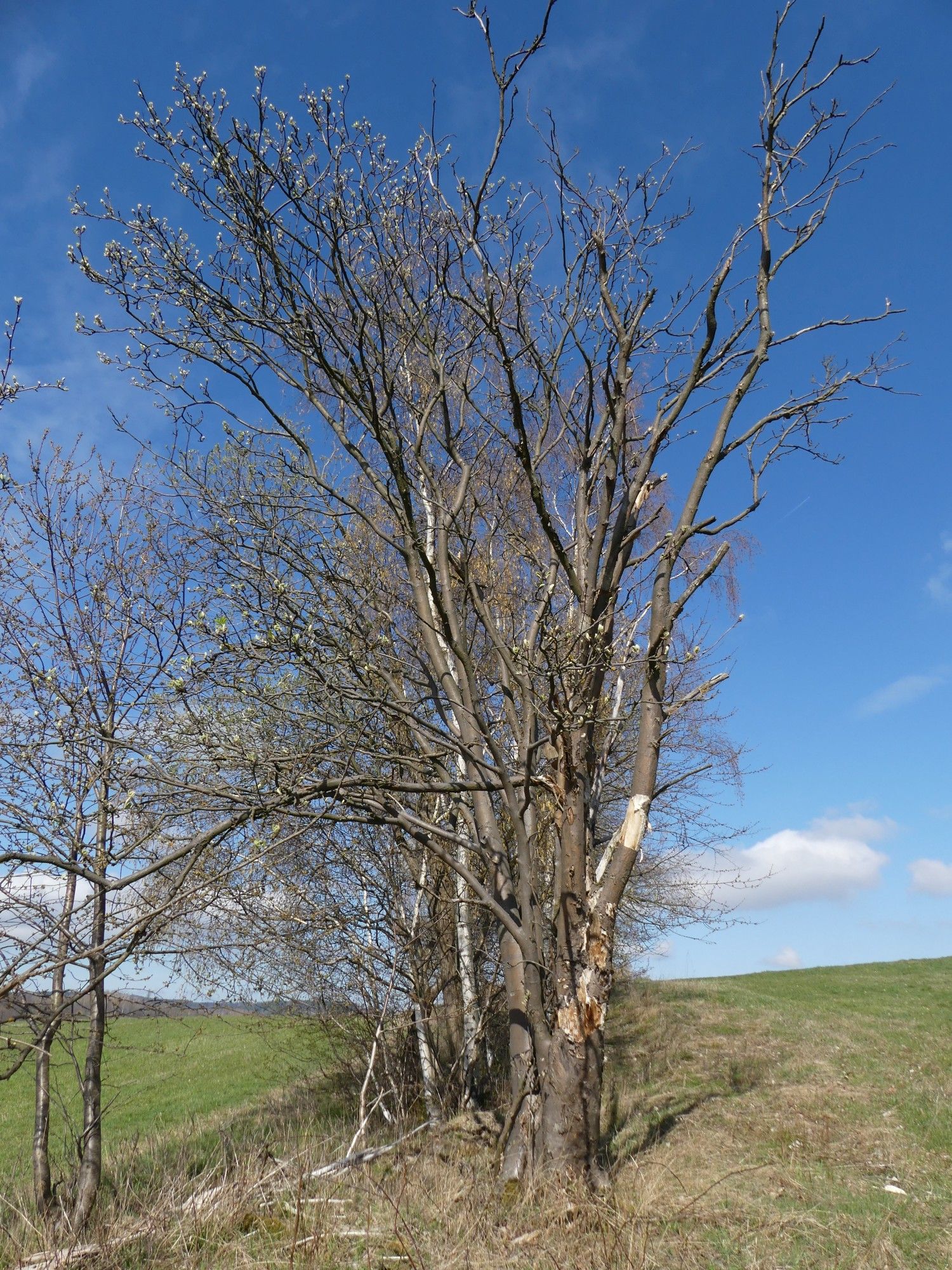 Eberesche an der Sachsenhöhe