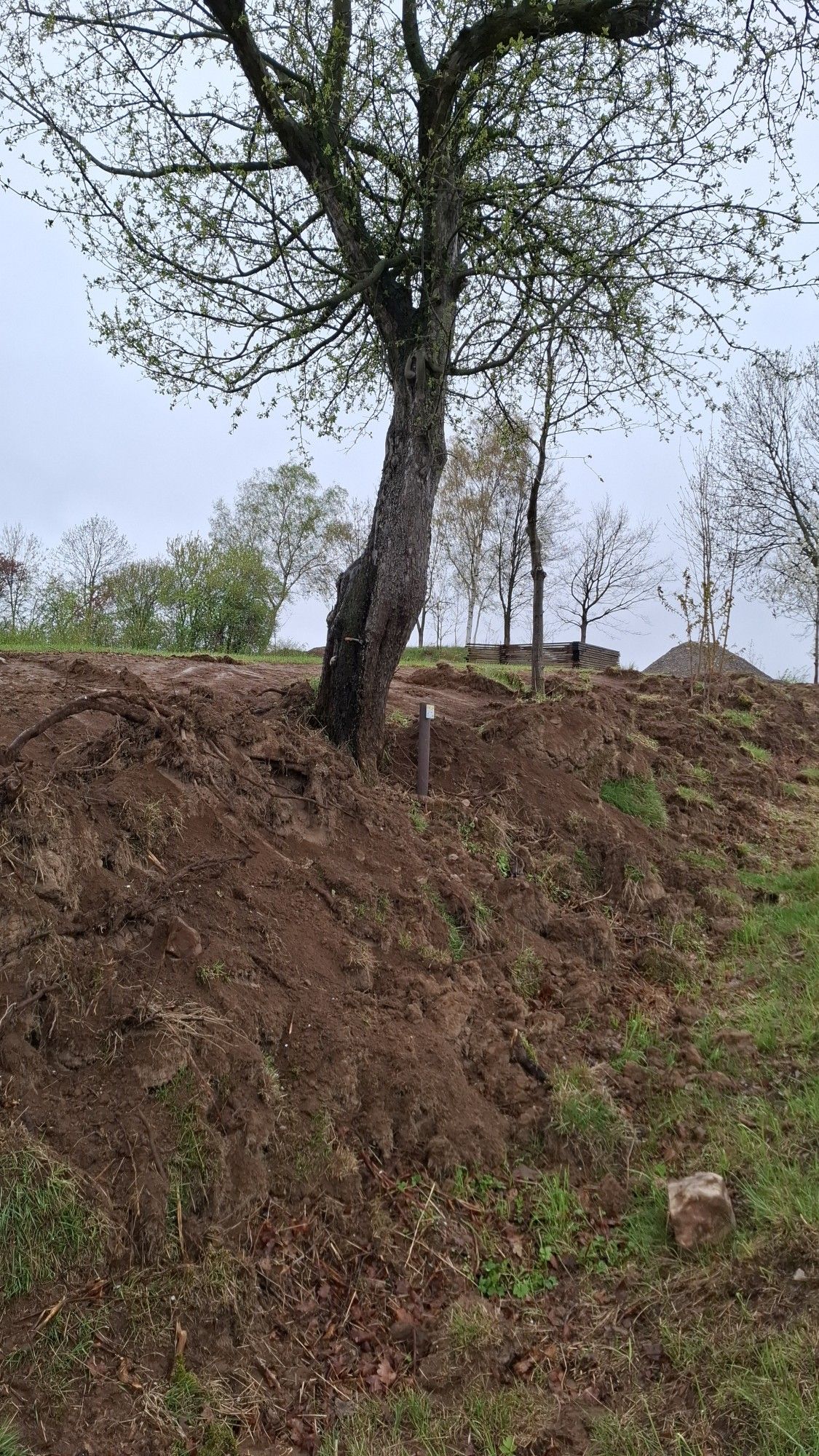 Wild-Apfel Obercarsdorf / abgetragene Böschungskante