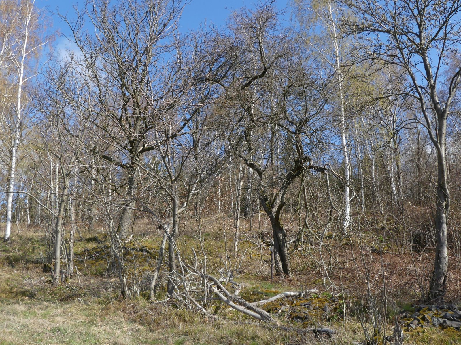 Wildapfel auf der Sachsenhöhe