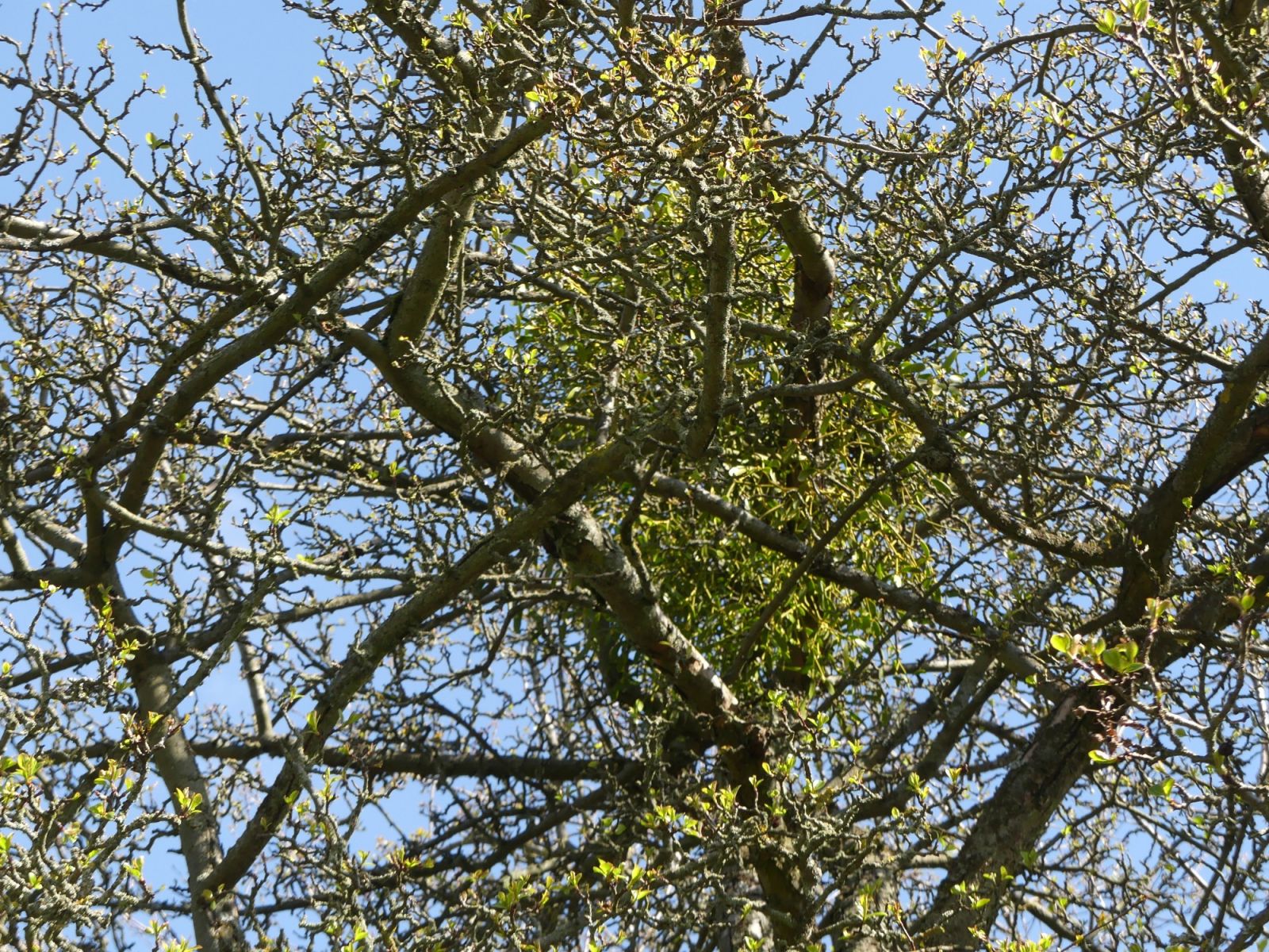 Holzapfel am Birkenweg Johnsbach / Misteln