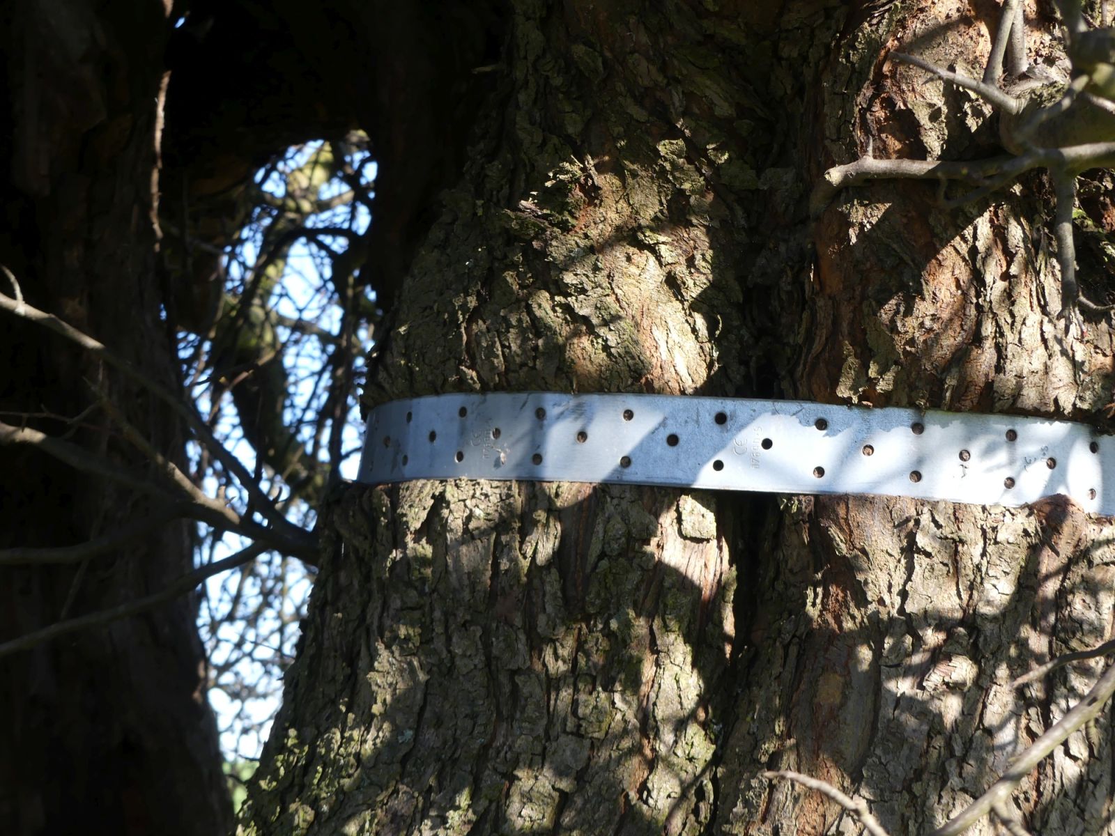 Holzapfel an der Kalkhöhe bei Cunnersdorf