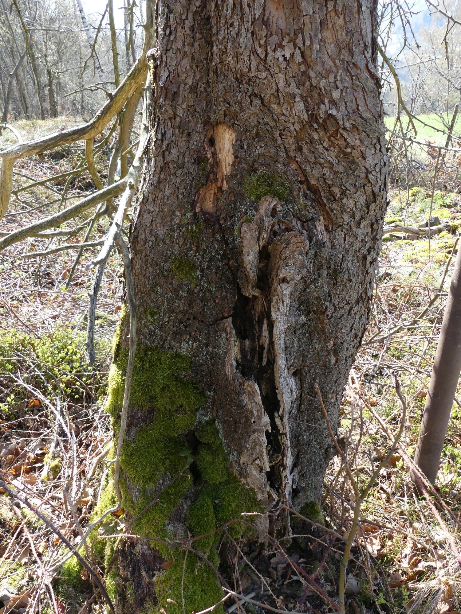 Wildapfel auf der Sachsenhöhe / Insektenlöcher