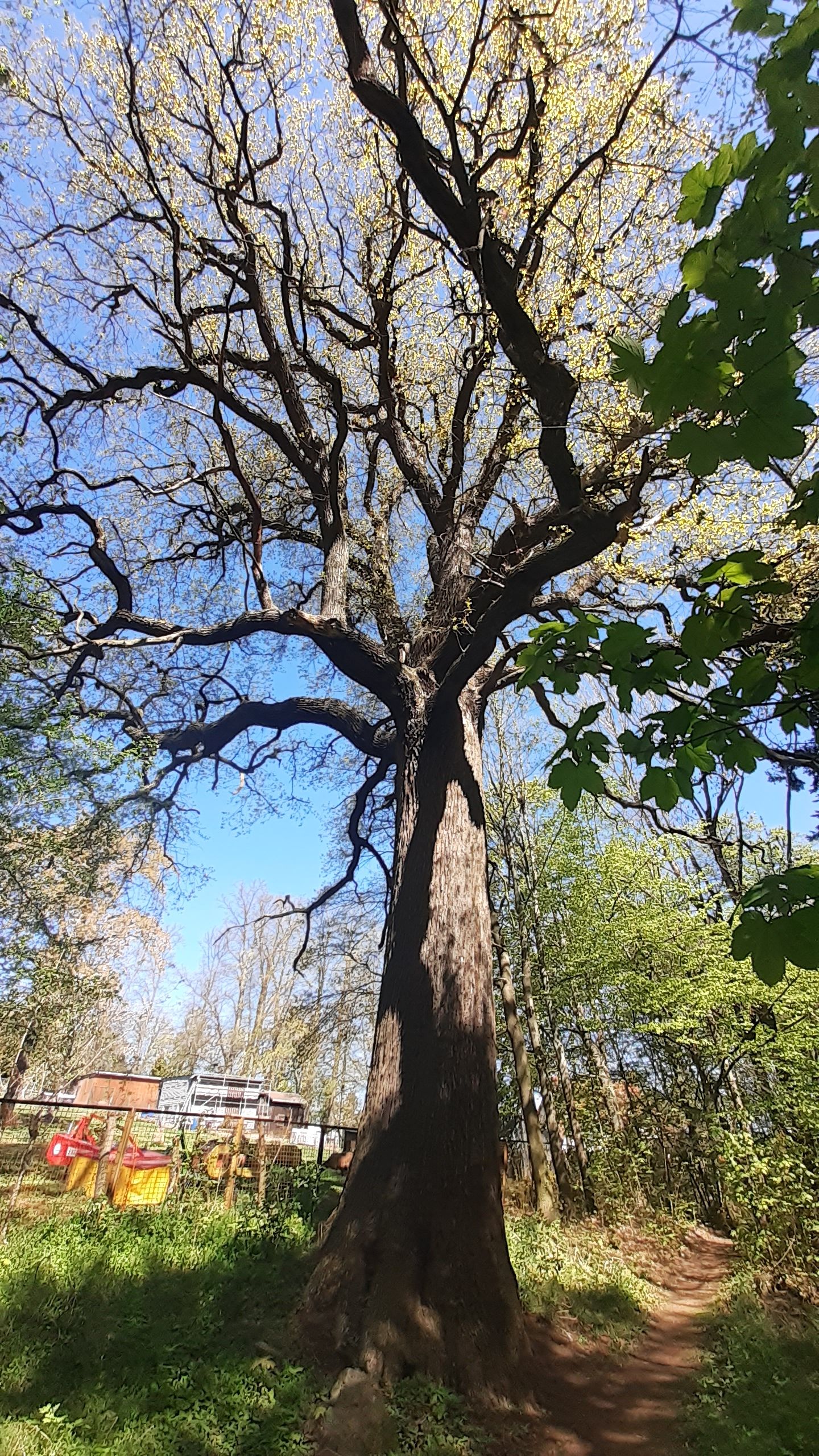 Stiel-Eiche am Nordwestrand des Schlossparks Reichstädt