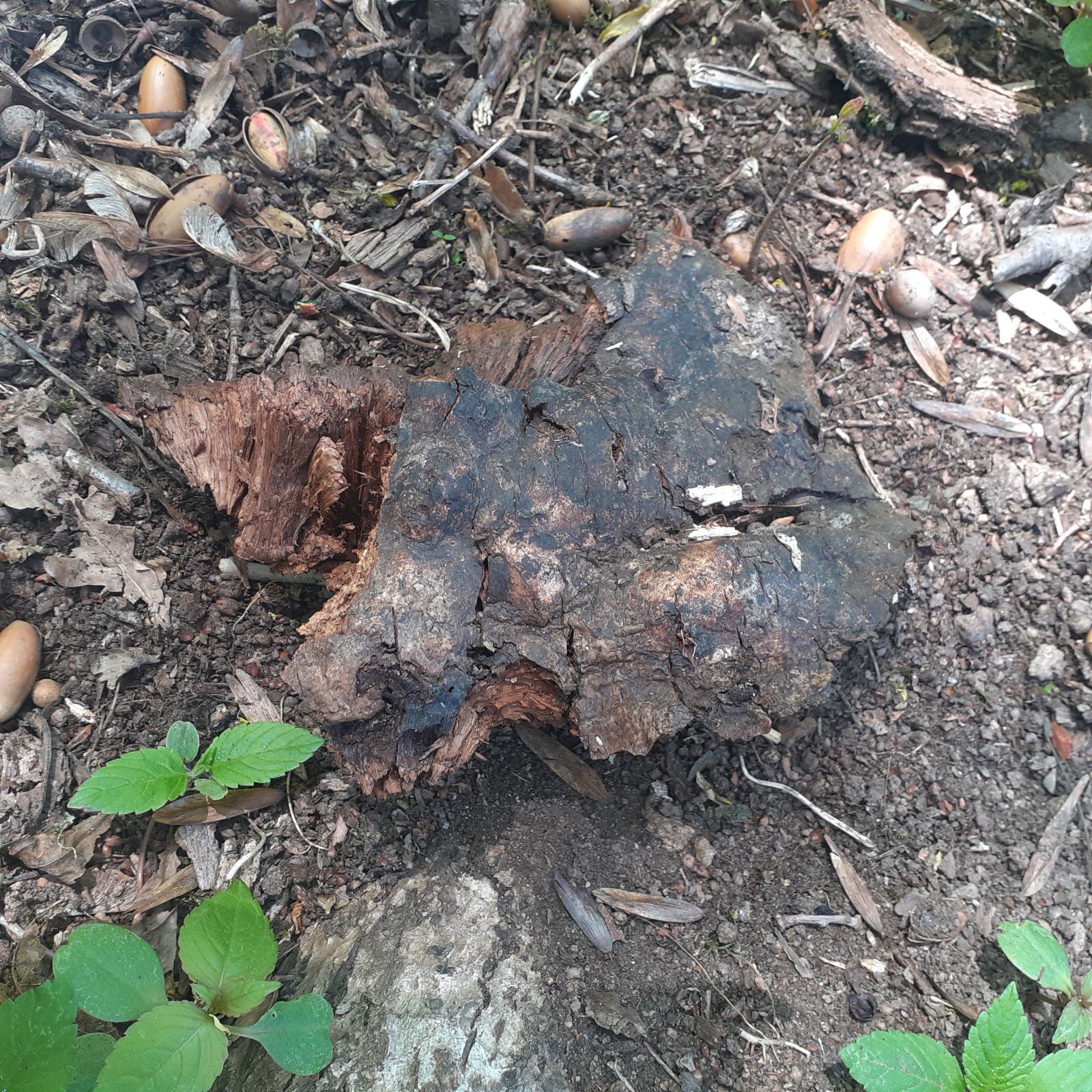 Stiel-Eiche am Nordwestrand des Schlossparks Reichstädt