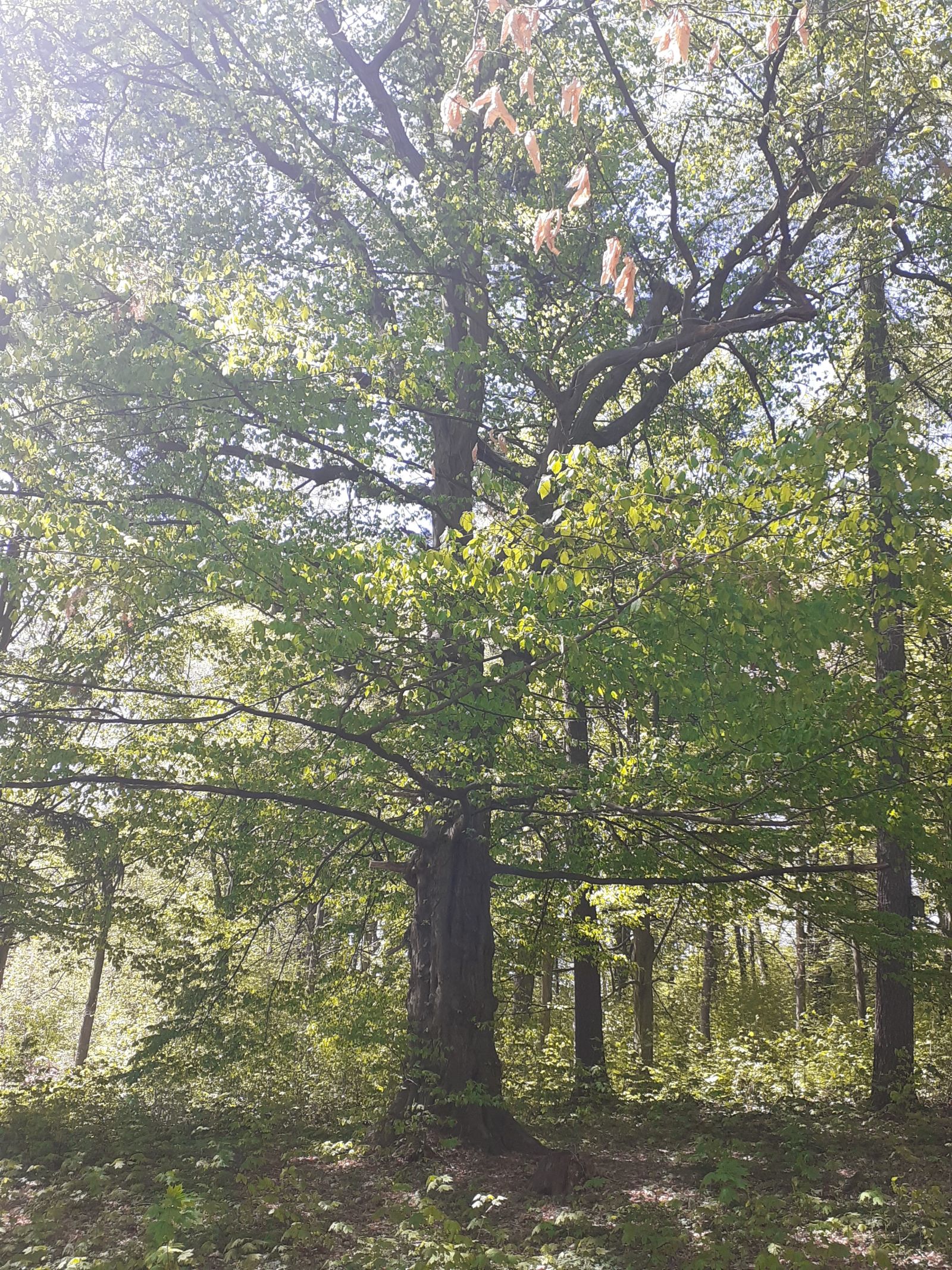 Hainbuche im Schlosspark Reichstädt
