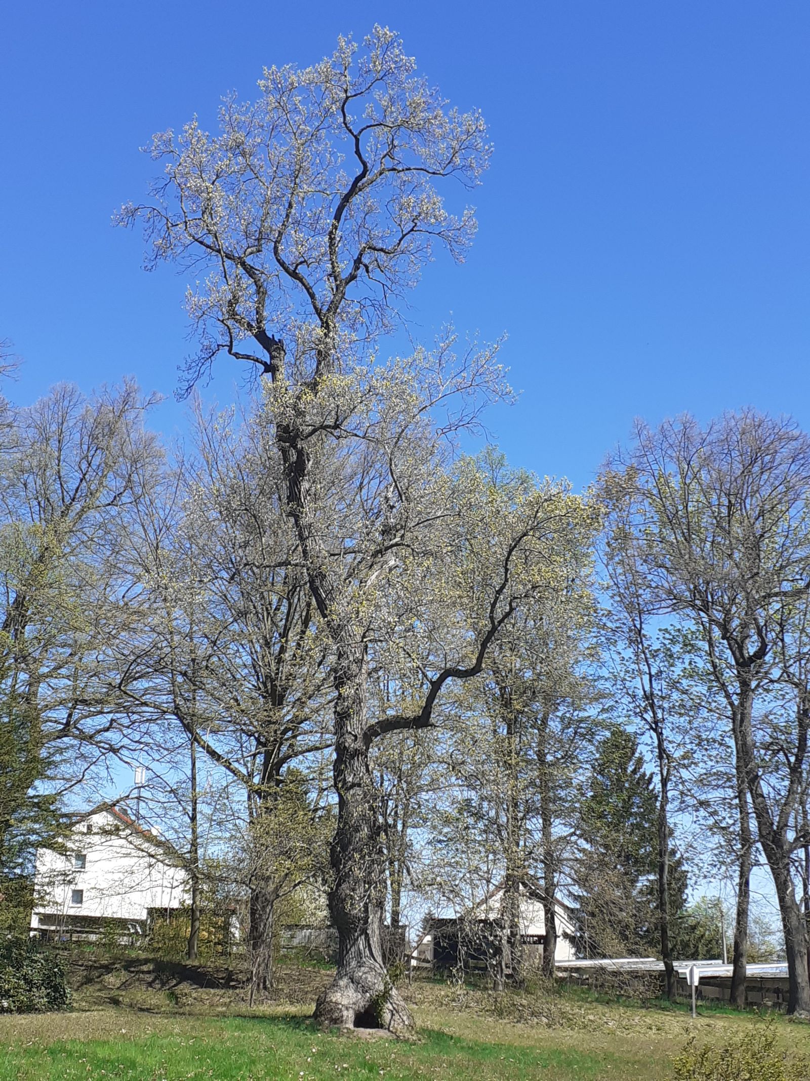 Tulpenbaum im Schlosspark Reichstädt
