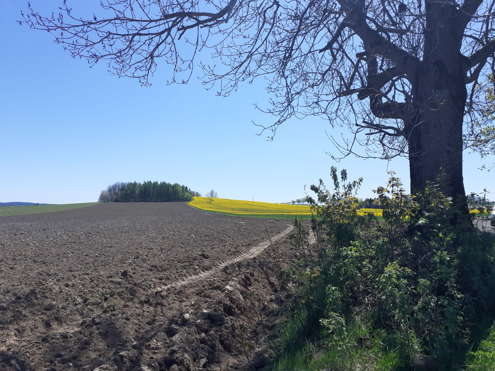 Esche am Firstenweg