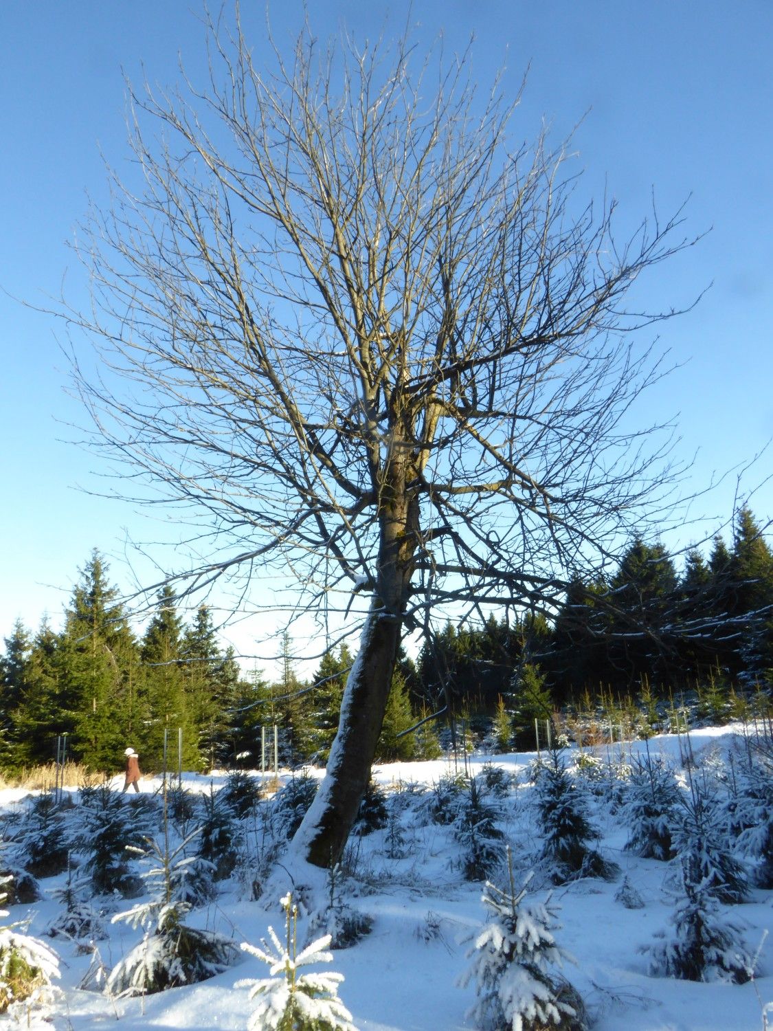 Zustand Eberesche Zaunhäuser Weg im Jar 2017