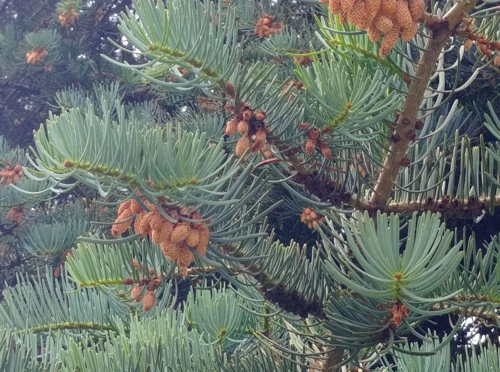 Männliche Blüten Coloradotanne