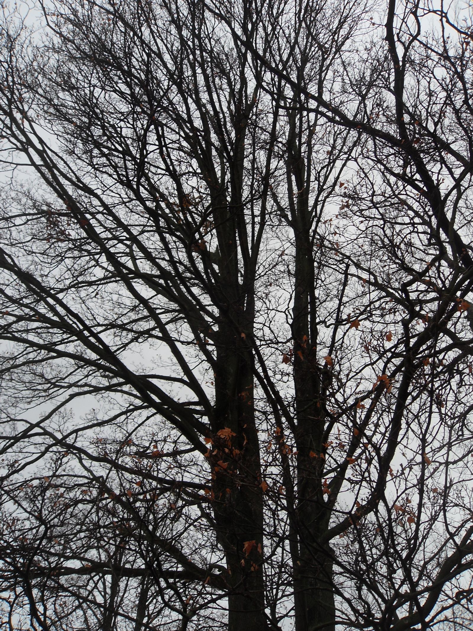 Drei Bäume auf dem Friedhof Reinhardtsgrimma: Spitz-Ahorn (2024)