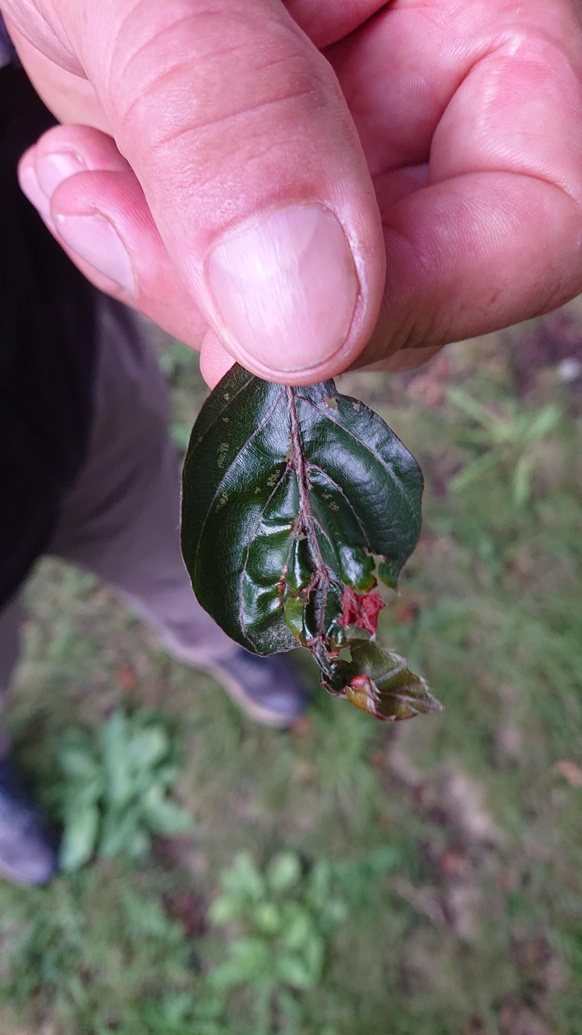 Blutbuche im Schlosspark Dippoldiswalde