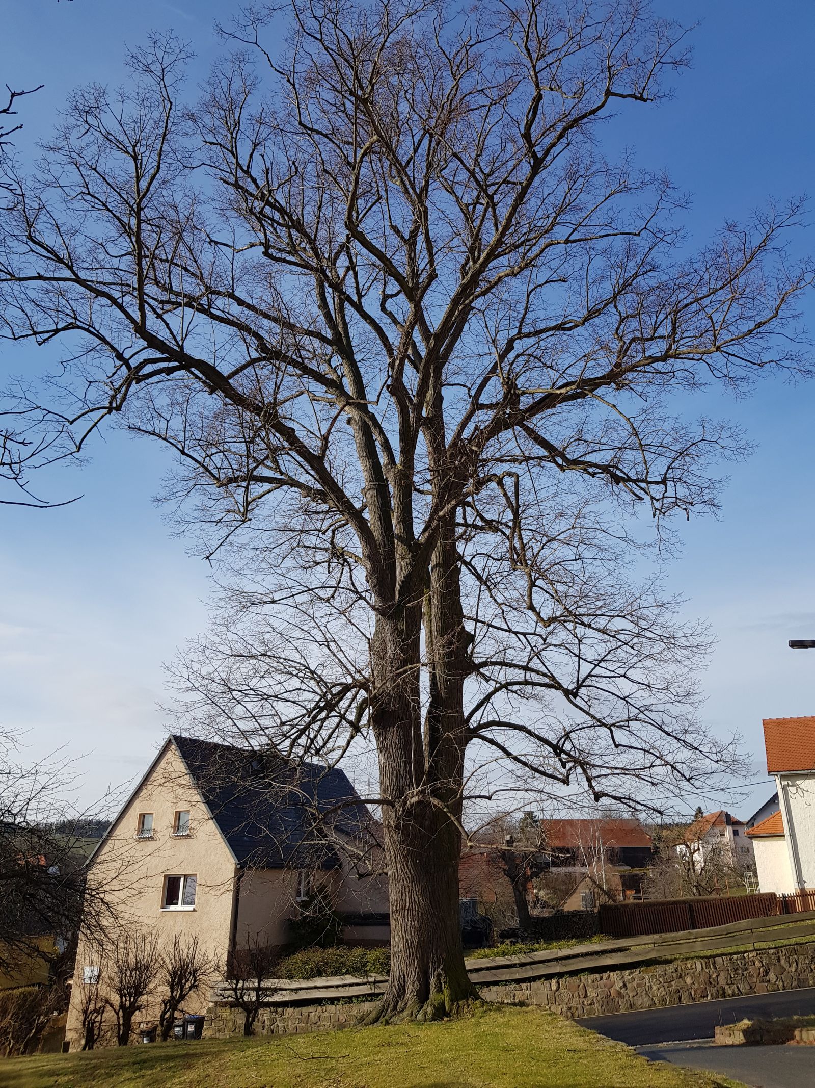 AL017 Linde Pfarrweg Reinhardtsgrimma 01
Frühjahr ohne Laub