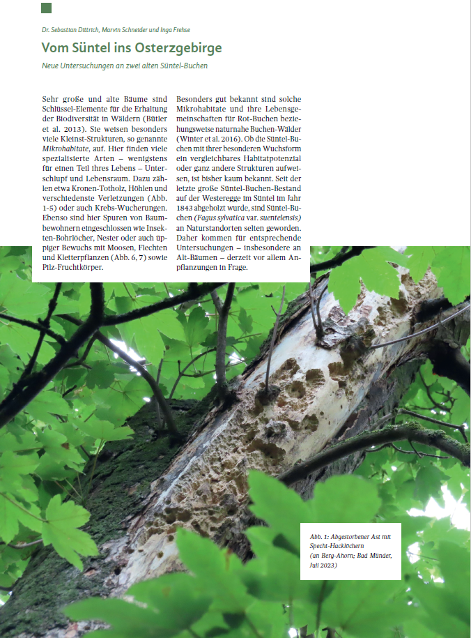 Deckblatt Artikel Süntelbuche
Vom Süntel ins Osterzgebirge