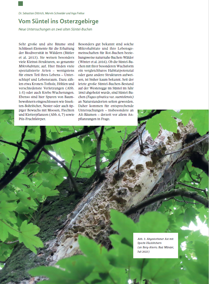Deckblatt Artikel Süntelbuche
Vom Süntel ins Osterzgebirge
