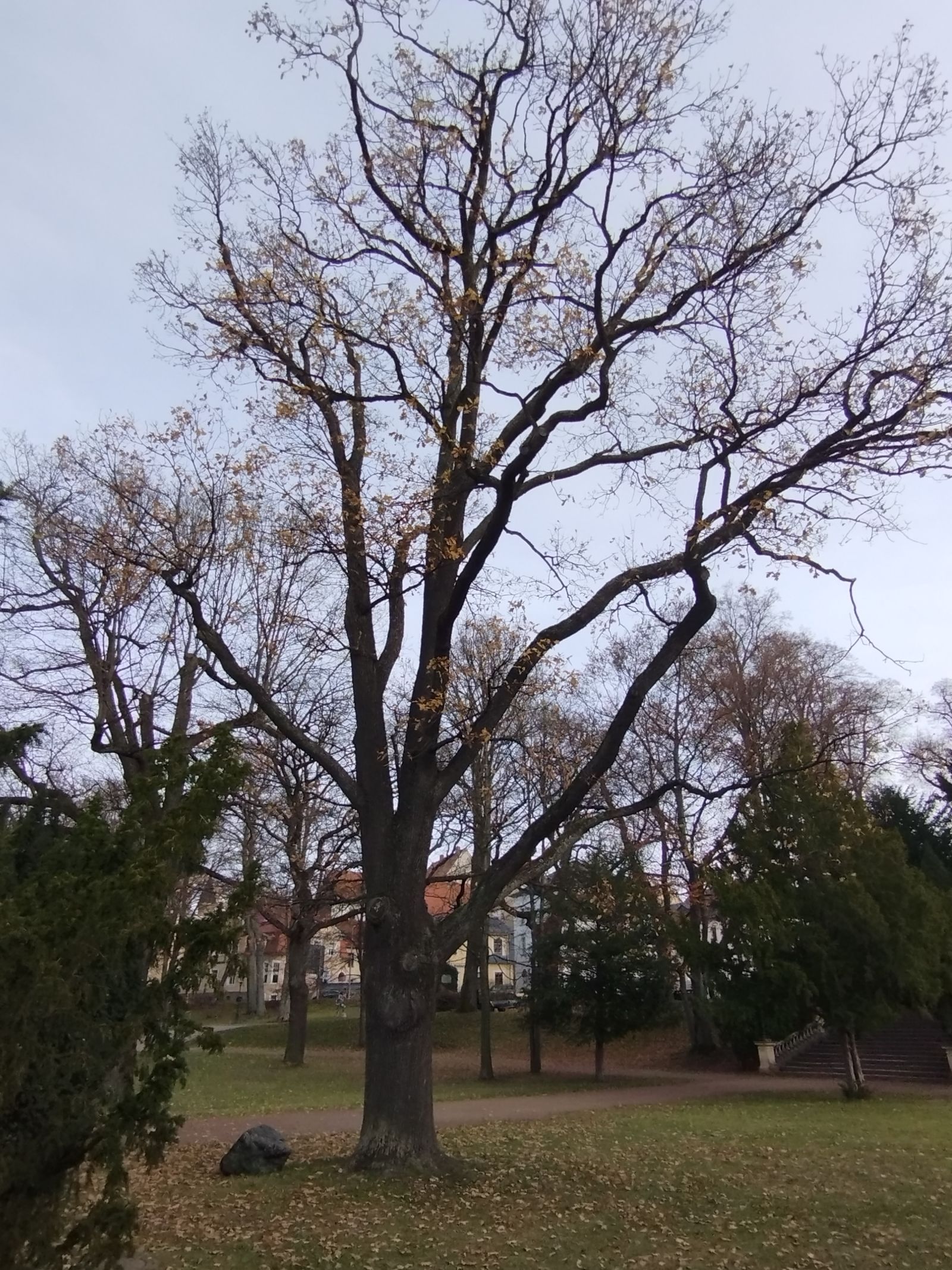 Körnereiche im Albertpark