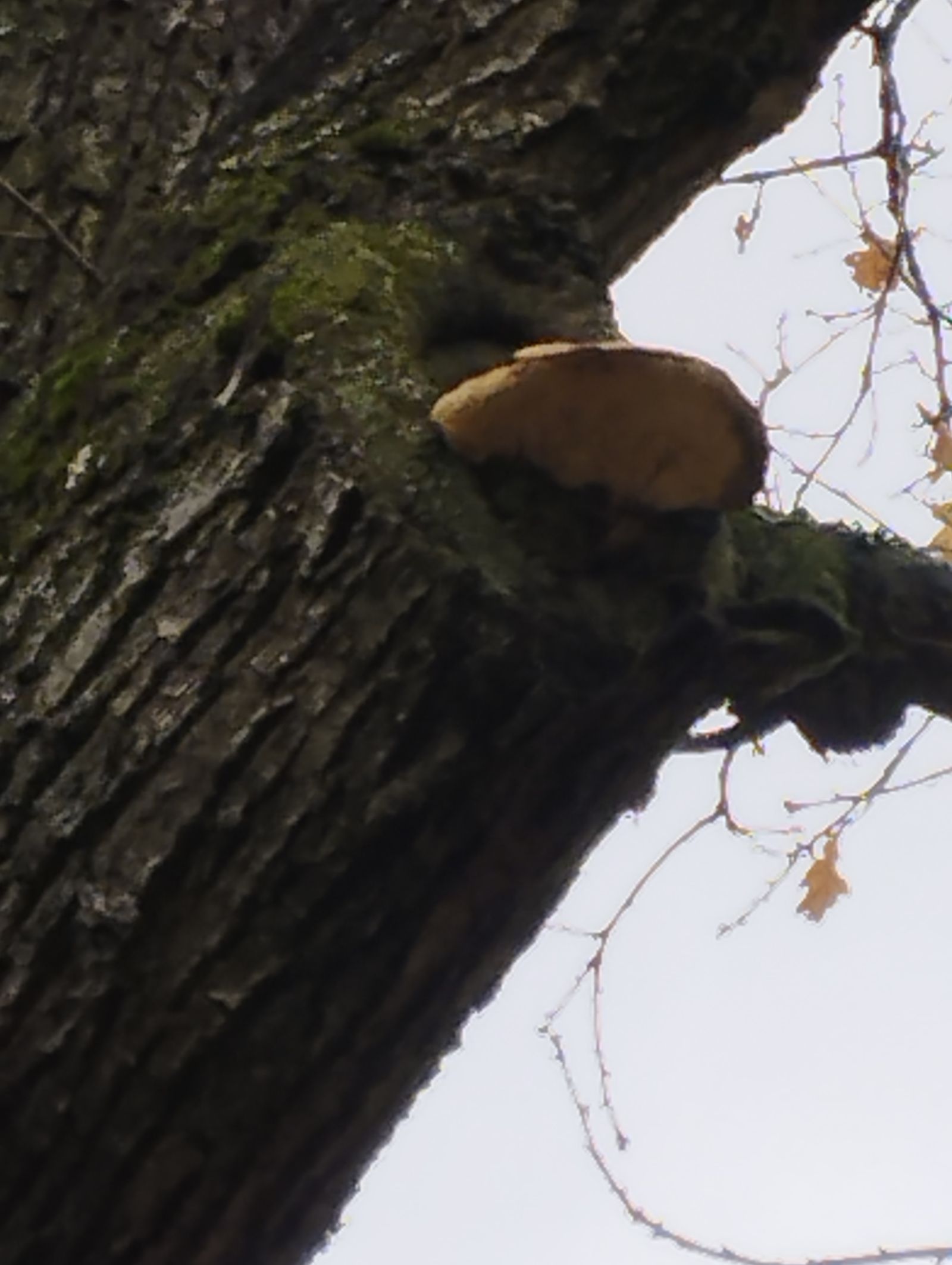 Körnereiche im Albertpark / Pilz