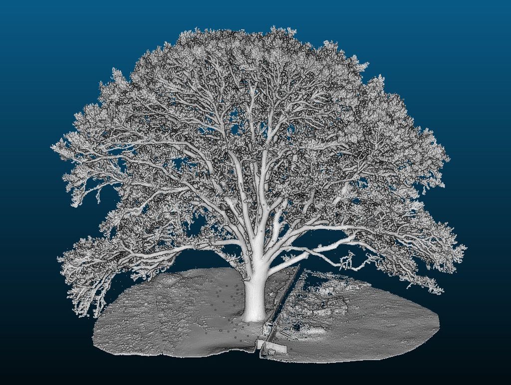 Bild: Inga Frehse
- Kommentar: eine der beiden zum ND gehörenden Eichen an der Friedhofsmauer