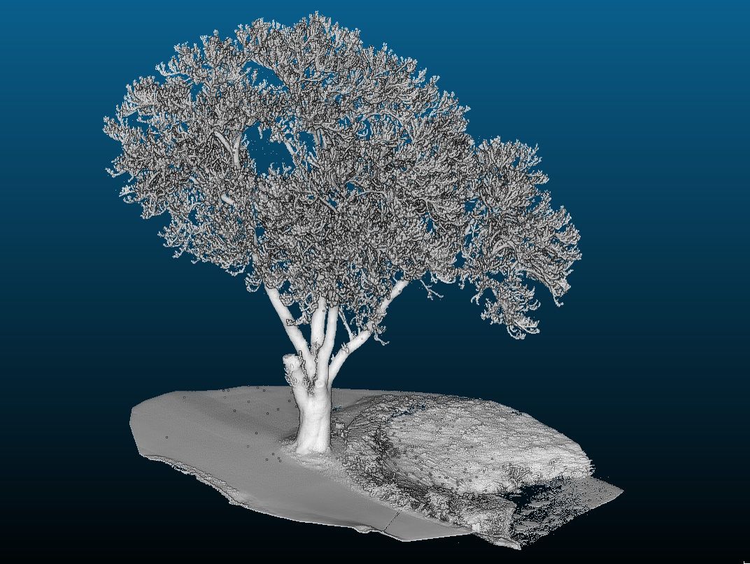 jens004_Alte Esche Ortsmitte Kipsdorf