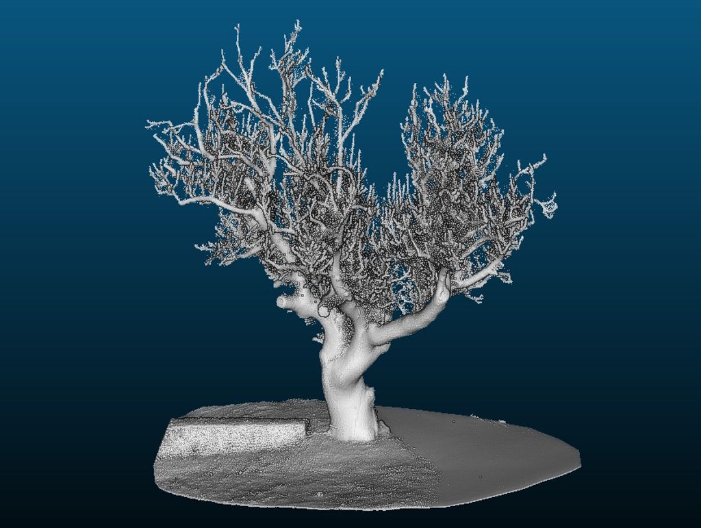 MS085_Esche Mohorn Grund (2022)