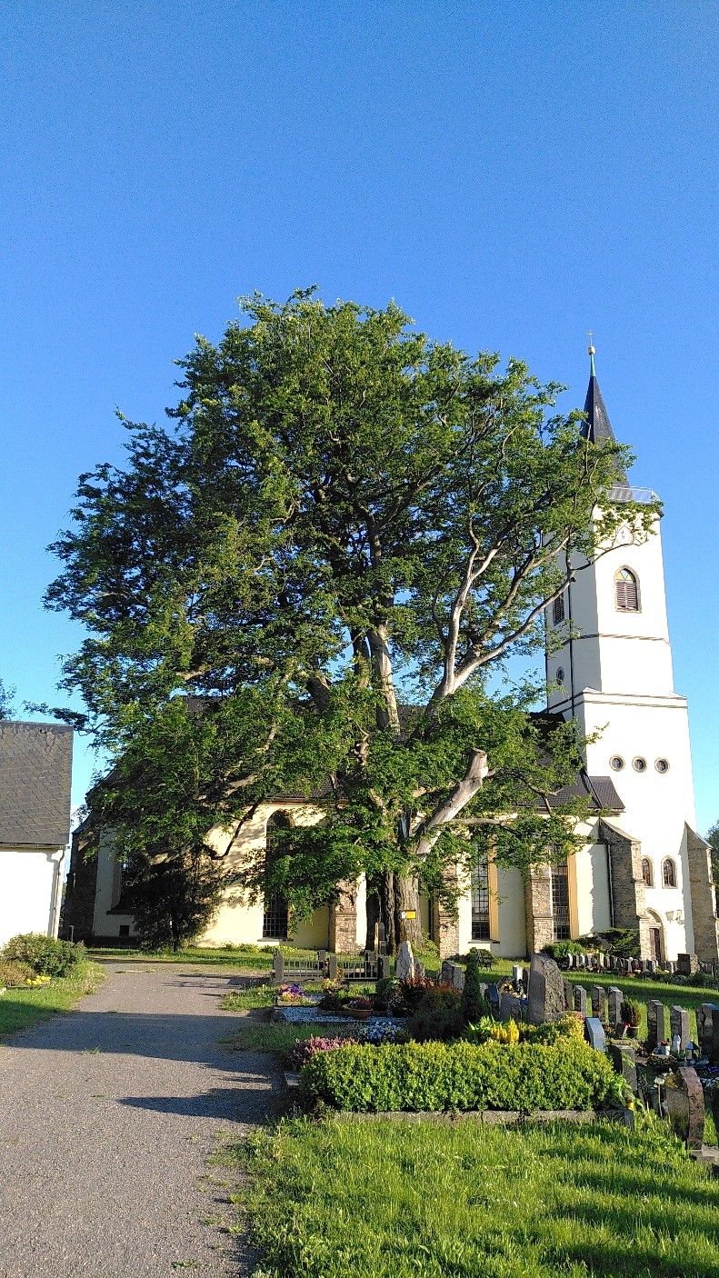 Lutherbuche auf dem Friedhof Niederbobritzsch